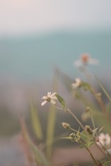 5298246D-E514-44AB-B9E1-2B87B65868A1/L0/001
