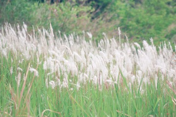 E1F39402-1F9E-4637-A937-BF963B3D0788/L0/001