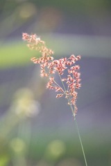 9B66F5AA-F89D-46DD-8E86-9FC23E391BB1/L0/001