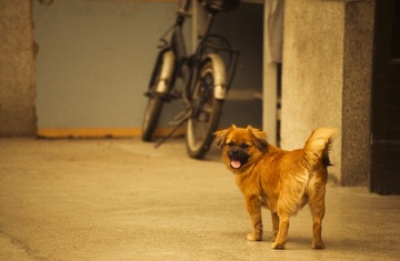 little dog 4