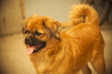 little dog 3