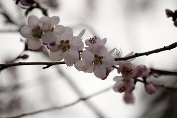 fleurs