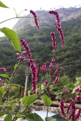 爨底下的小花