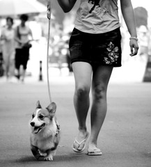 A Dog Story