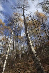 IMG_8641-9