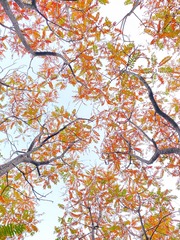 大阪城