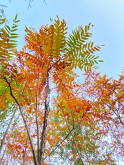 蜥蜴
