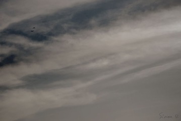 DSC_3239.jpg