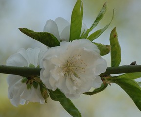 DSC_0411a