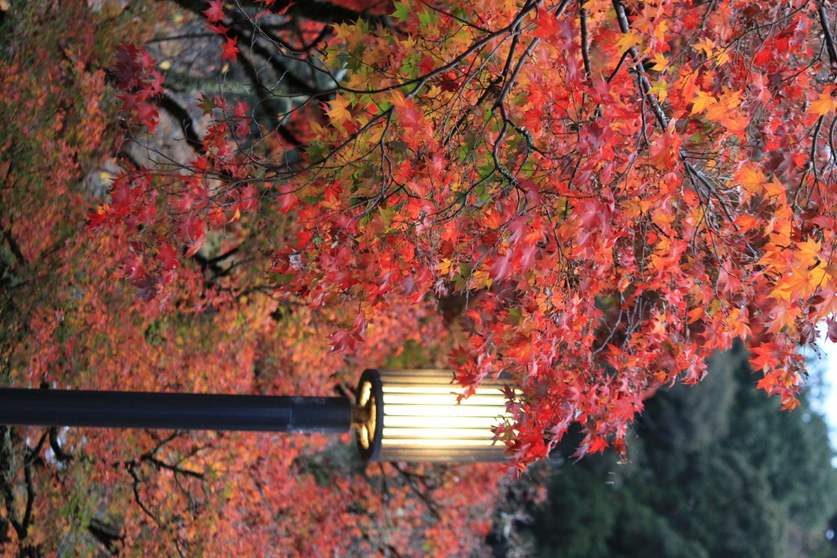 修禅寺的红叶2日本伊豆市修善寺