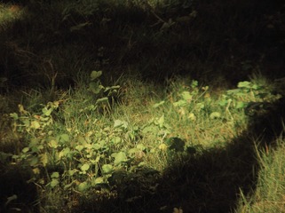190733