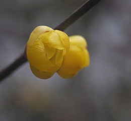 93655