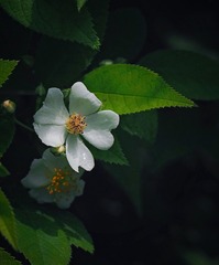56358