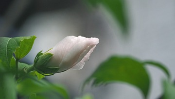 72527