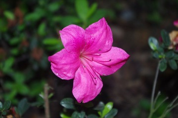 IMGP0340.JPG
