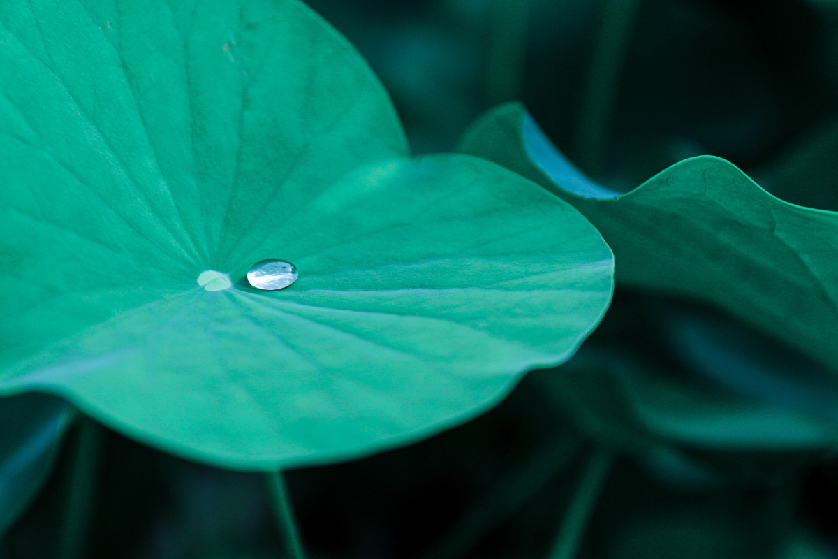 荷叶上的水珠