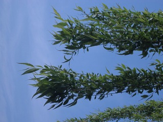 360FE73F-447C-4F90-8B6F-2E7556CC36B5/L0/001