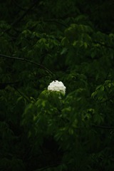 C53DA3EE-CC9A-422B-A77F-5AEE0A8D0725/L0/001