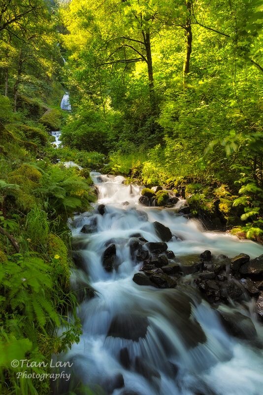 绿<br />
Oregon这样的溪水太多了，暖暖的阳光透过树林，一片生机盎然的景象。更过片子请关注我的新浪微博: Lost-蓝天