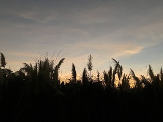 71F24C71-55EA-4F62-9968-6B5FF2EC3944/L0/001