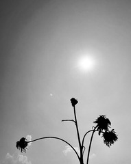 FB61538D-2154-4A13-ADA5-CBD9679FF057/L0/001