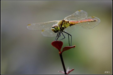 _IGP9606c.jpg