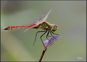 _IGP9569a.jpg