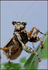 IMGP7561-1.jpg
