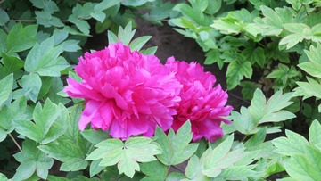 C98FE49A-1C18-48B8-9372-DB422CD311ED/L0/001