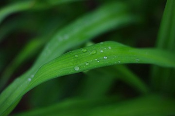 IMGP5561.JPG