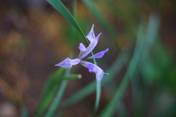 IMGP5562.JPG
