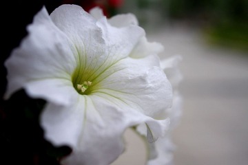 IMGP7978.JPG