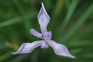 IMGP7958.JPG