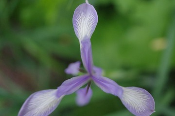 IMGP7959.JPG
