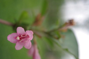 IMGP7965.JPG