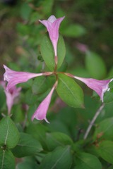 IMGP7968.JPG