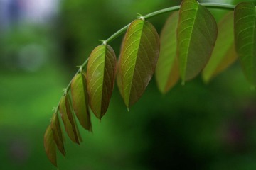 IMGP7970.JPG