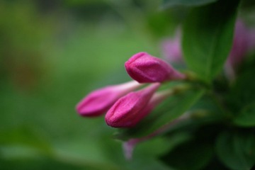 IMGP7971.JPG