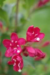 IMGP7974.JPG