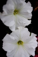 IMGP7975.JPG