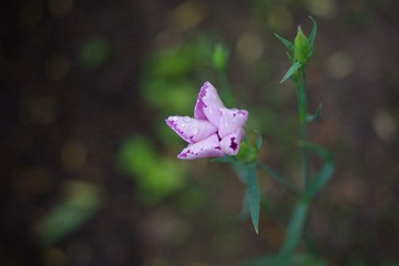 IMGP9071.JPG