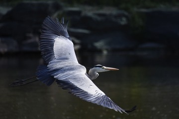 B924E9FE-B272-497D-AE37-87AC83E6D8D2/L0/001