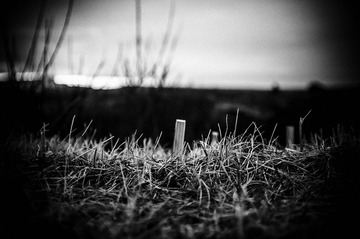 DSC_0333.jpg