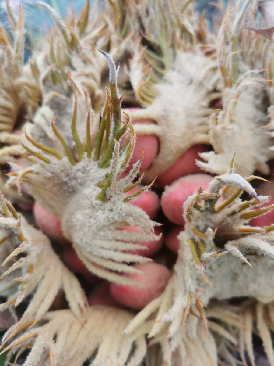 金蛋蛋铁树果实成熟了