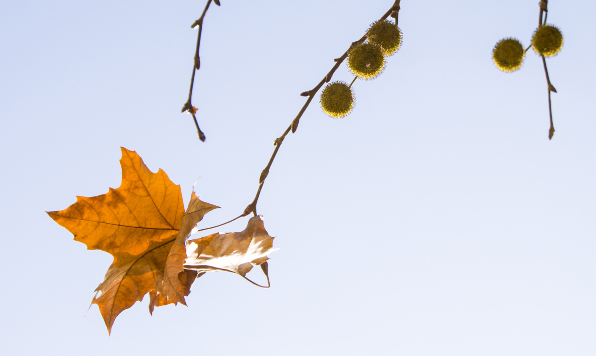 梧叶吟秋声梧桐树叶挂枝头金黄透亮令人想起朱熹的诗句未觉池塘春草梦