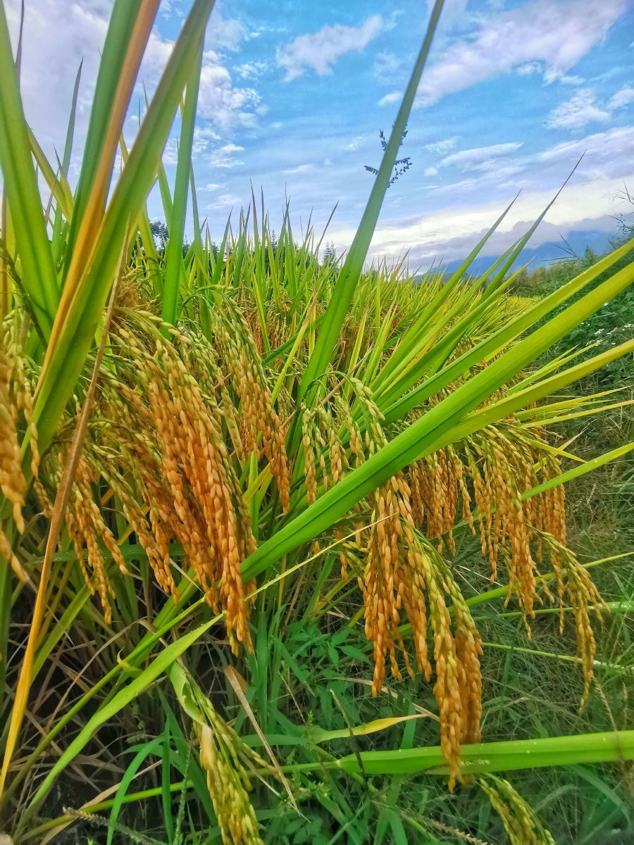 稻穗秋天丰收的季节沉甸甸的稻穗