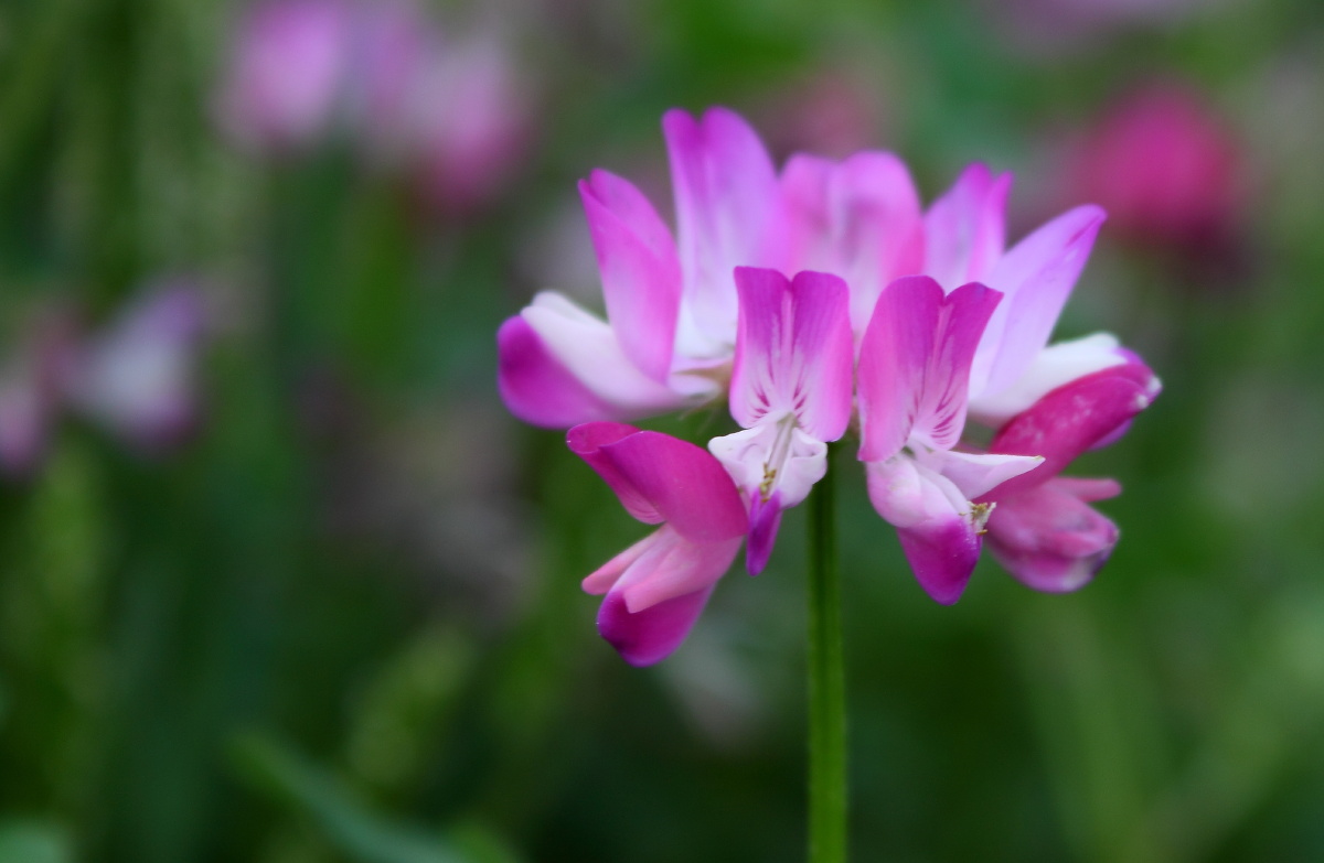紫云英 - 花影若梦 - 图虫