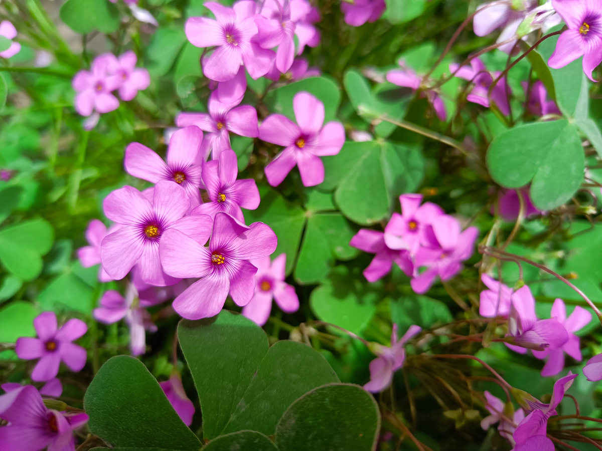 幸运草开花啦! - daisy100 - 图虫