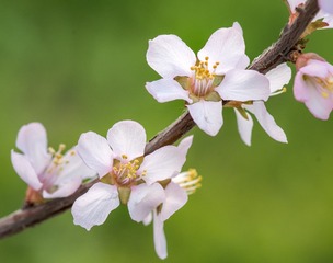 early spring