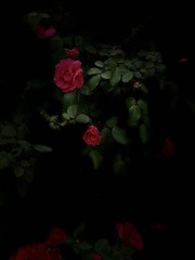 B3B30A2C-B3BC-41C8-9A46-594843C8DC20/L0/001